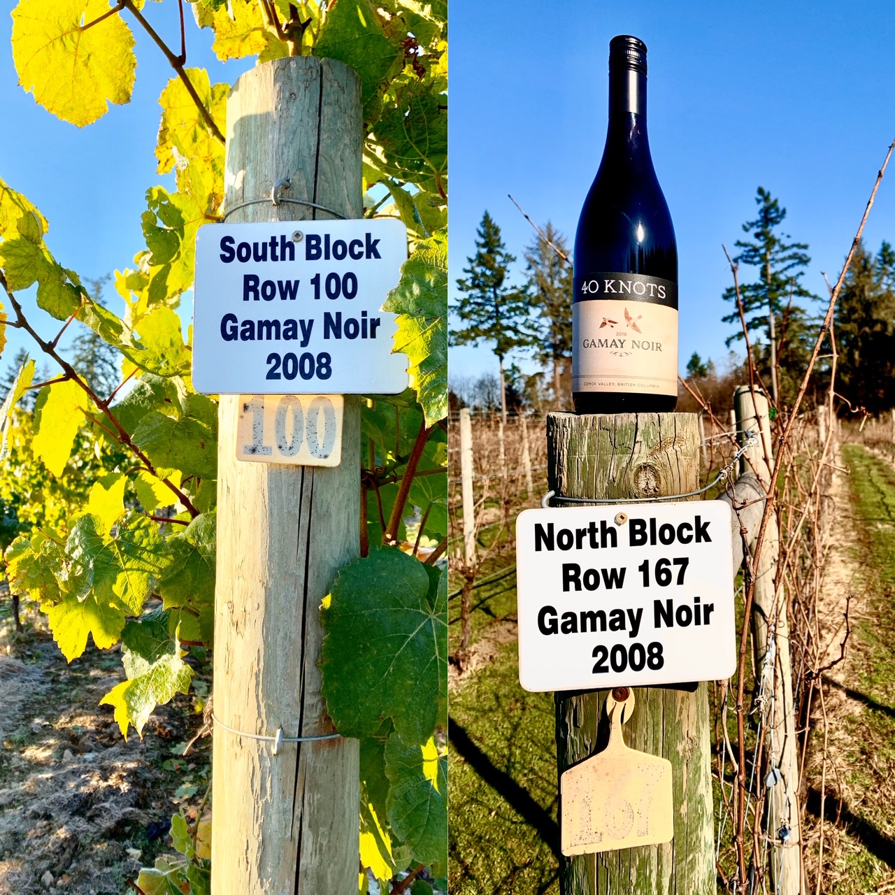 image of the Gamay Noir section of winery
