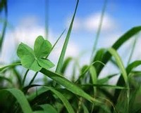 Closeup image of clover and grass.