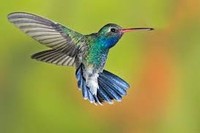 image of humming bird in flight