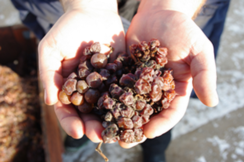Image of a person holding a double handful of mouldy grapes.