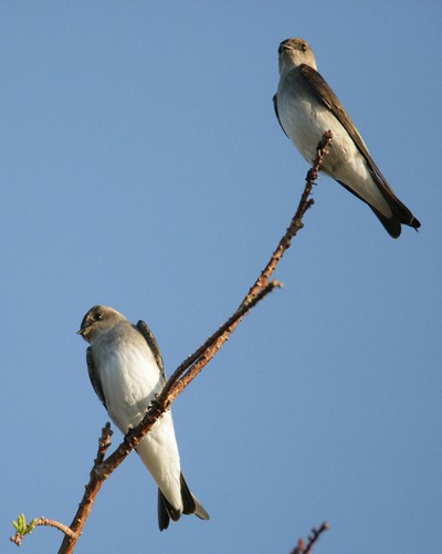 image of two swallows perched high on a branch