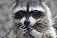 image of raccoon eating grapes.