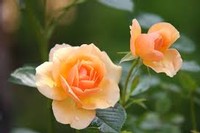 Image of two pink flowers.