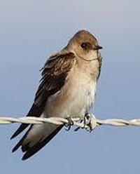 Image of swallow, perched on a wire.