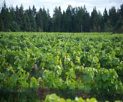Image of field of wine grapes.