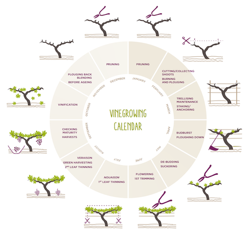 Image of a circular wine growing seasonal chart.