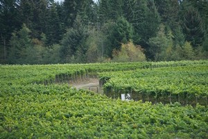 image of interpretive trail through the wine grapes
