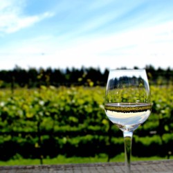 Vineyard Tour with Tasting Image