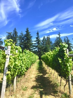 Vineyard Tour and Tasting Image